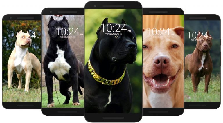 Питбуль обои HD для Android — скриншот 4
