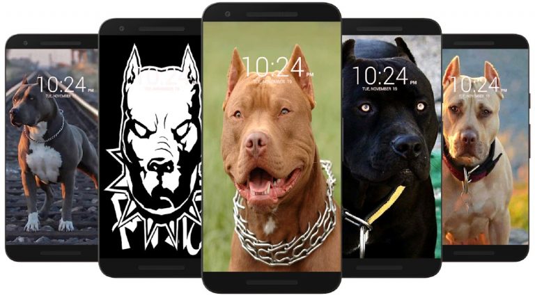 Питбуль обои HD для Android — скриншот 5