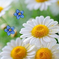 Ромашки живые обои для Android