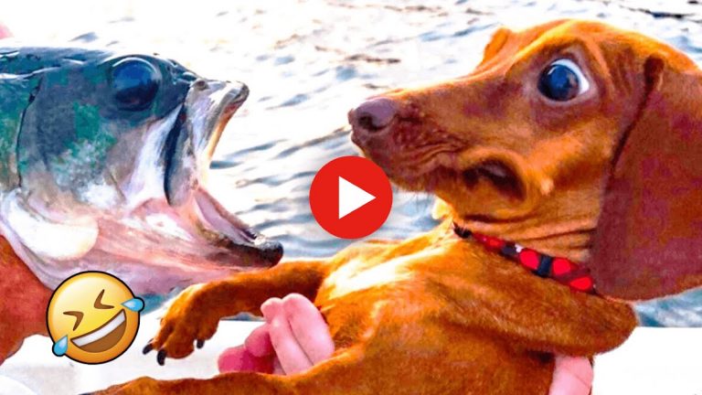 Смешные видео для Android — скриншот 1