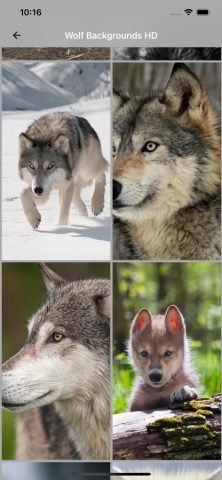 Волк Фоны HD для iOS — скриншот 3