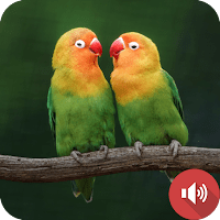 Звуки неразлучников для Android