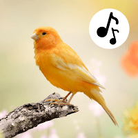 птицы рингтоны и песни для Android