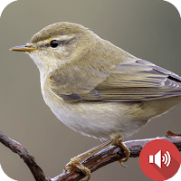 соловей звуки птиц для Android