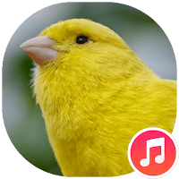 звуки канареек для Android