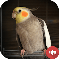 звуки кореллы для Android