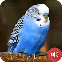 звуки попугая для Android