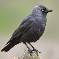 звуки вороны для Android