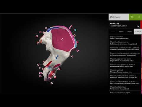 Anatomyka — 3D анатомия для Android — официальный трейлер