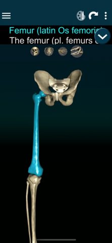 Bones 3D (Anatomy) для iOS — скриншот 4
