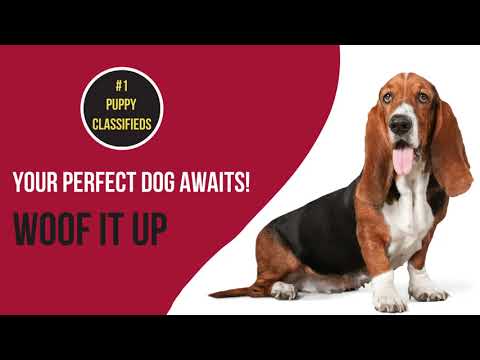 Buy & Sell Puppies Classified для Android — официальный трейлер