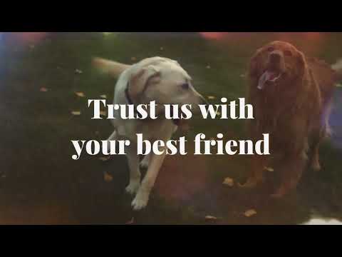 DrPetsApp — Consult Veterinary для Android — официальный трейлер