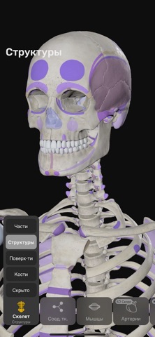 Easy Anatomy 3D для iOS — официальный трейлер