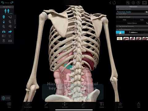 Human Anatomy Atlas 2026 для Android — официальный трейлер