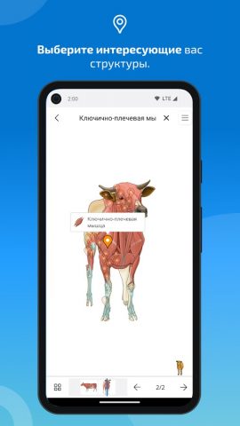 IMAIOS vet-Anatomy для Android — скриншот 4