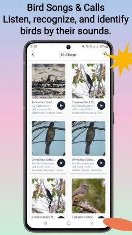 Идентификатор птиц для Android — скриншот 4