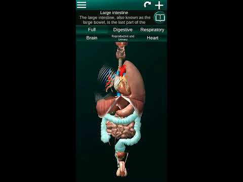 Internal Organs in 3D Anatomy для Android — официальный трейлер