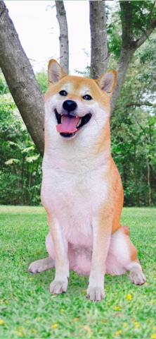 Patternator Видео Обои 4K для iOS — официальный трейлер