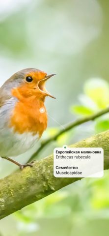 Picture Bird — Распознать птиц для iOS — скриншот 2