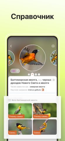 Picture Bird — Распознать птиц для iOS — скриншот 5