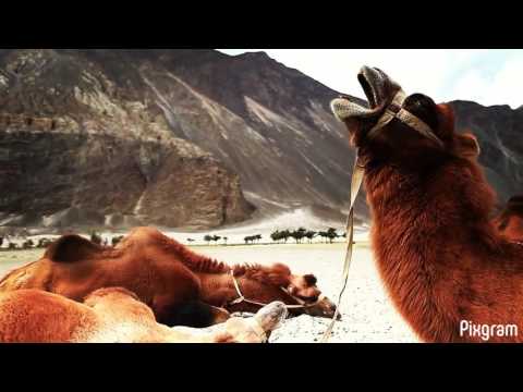 Pixgram-слайды для мультимедиа — официальный трейлер