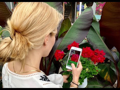 PlantSnap — официальный трейлер