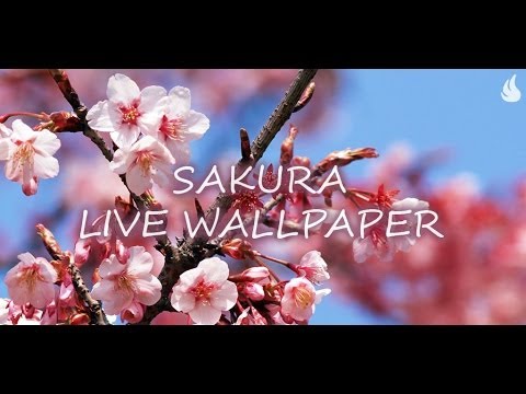 Сакура живые обои для Android — официальный трейлер