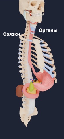 Учи Мед (Учи Анат) для iOS — официальный трейлер