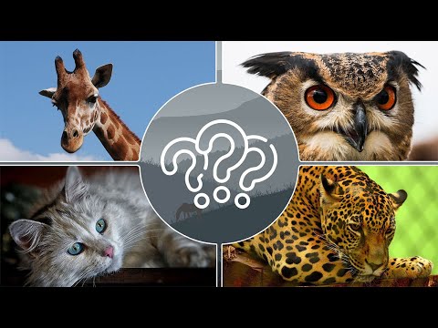 Угадай Животное для Android — официальный трейлер