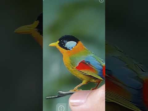 Звуки птиц: Bird Sounds для Android — официальный трейлер