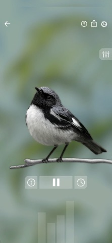 Звуки птиц: Bird Sounds для iOS — официальный трейлер