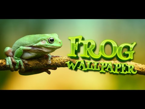 милые лягушки обои для Android — официальный трейлер