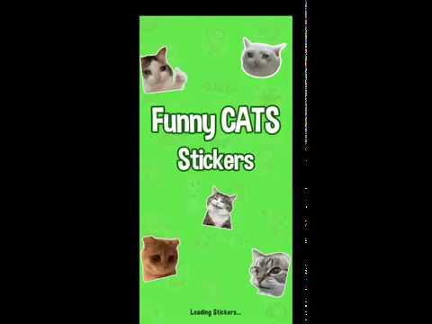 наклейки мем кошки WASticker для Android — официальный трейлер