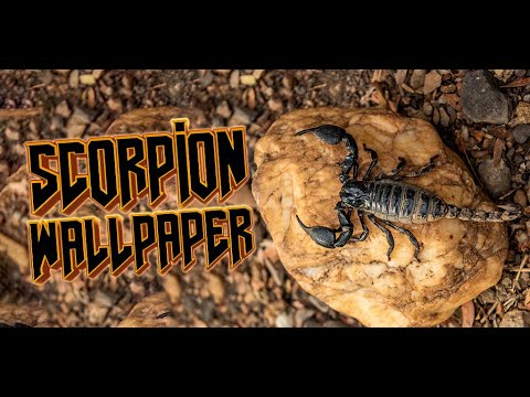 скорпион обои для Android — официальный трейлер