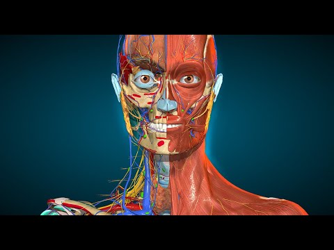Anatomy Learning — 3D анатомия для Android — официальный трейлер