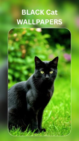 Cute Cat Wallpaper – Black Cat — скриншот 1