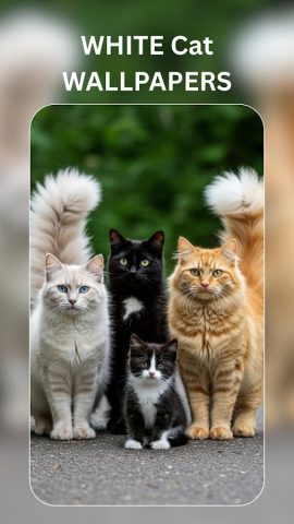 Cute Cat Wallpaper – Black Cat — скриншот 3