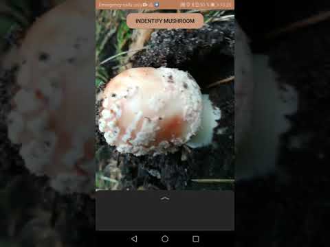 Mushroomizer для Android — официальный трейлер