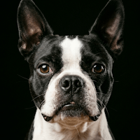 Dog Barking Sounds для Android