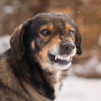 Собака рычание звуки для Android