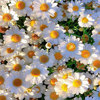 Цветы Обои для Android