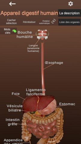 Internal Organs in 3D Anatomy — скриншот 2