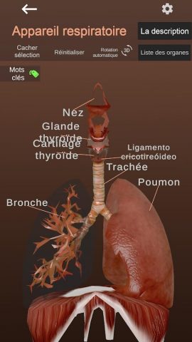 Internal Organs in 3D Anatomy — скриншот 3