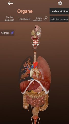 Internal Organs in 3D Anatomy — скриншот 4