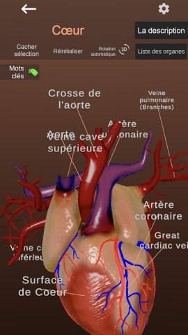 Internal Organs in 3D Anatomy — скриншот 5