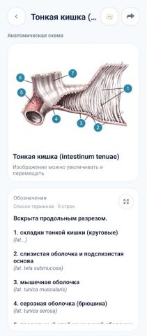 Нормальная анатомия человека для Android — скриншот 4