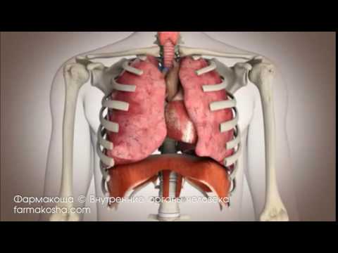 Нормальная анатомия человека для Android — официальный трейлер