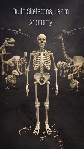 Собери Скелет: Изучай анатомию для Android — скриншот 1