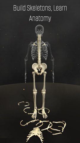 Собери Скелет: Изучай анатомию для Android — скриншот 2